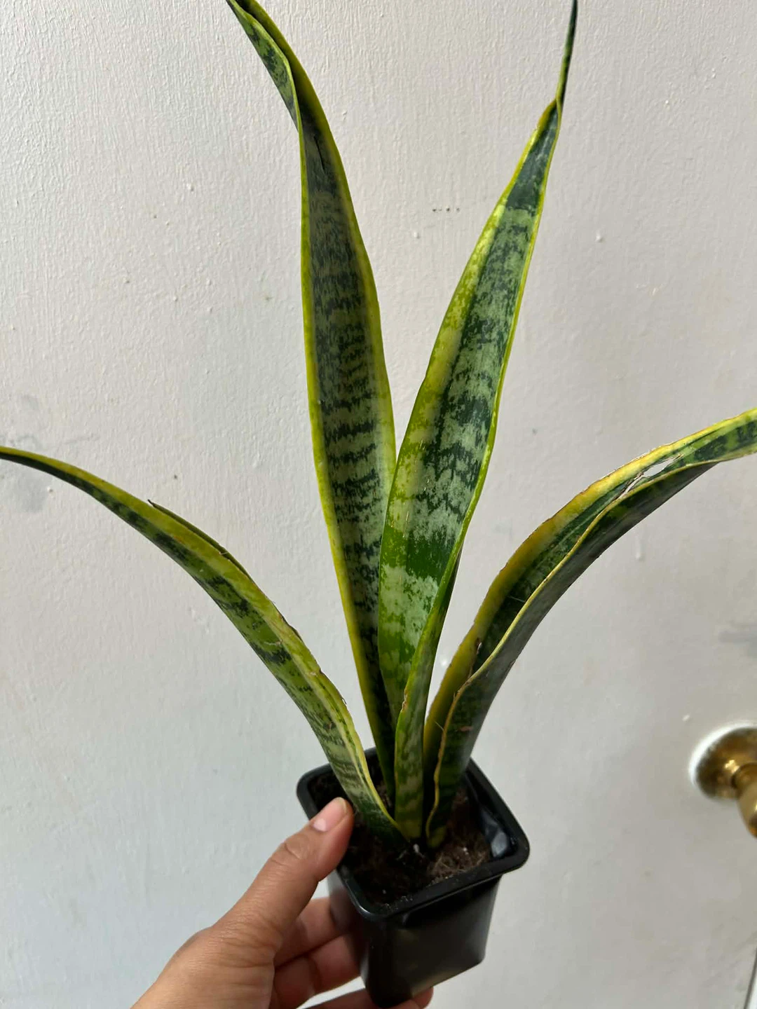 Snake plant - photo 3