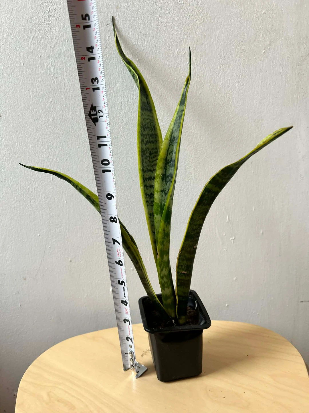 Snake plant - photo 2