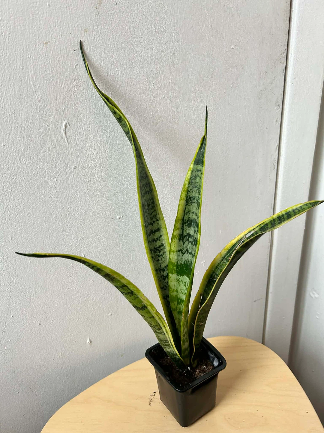 Snake plant