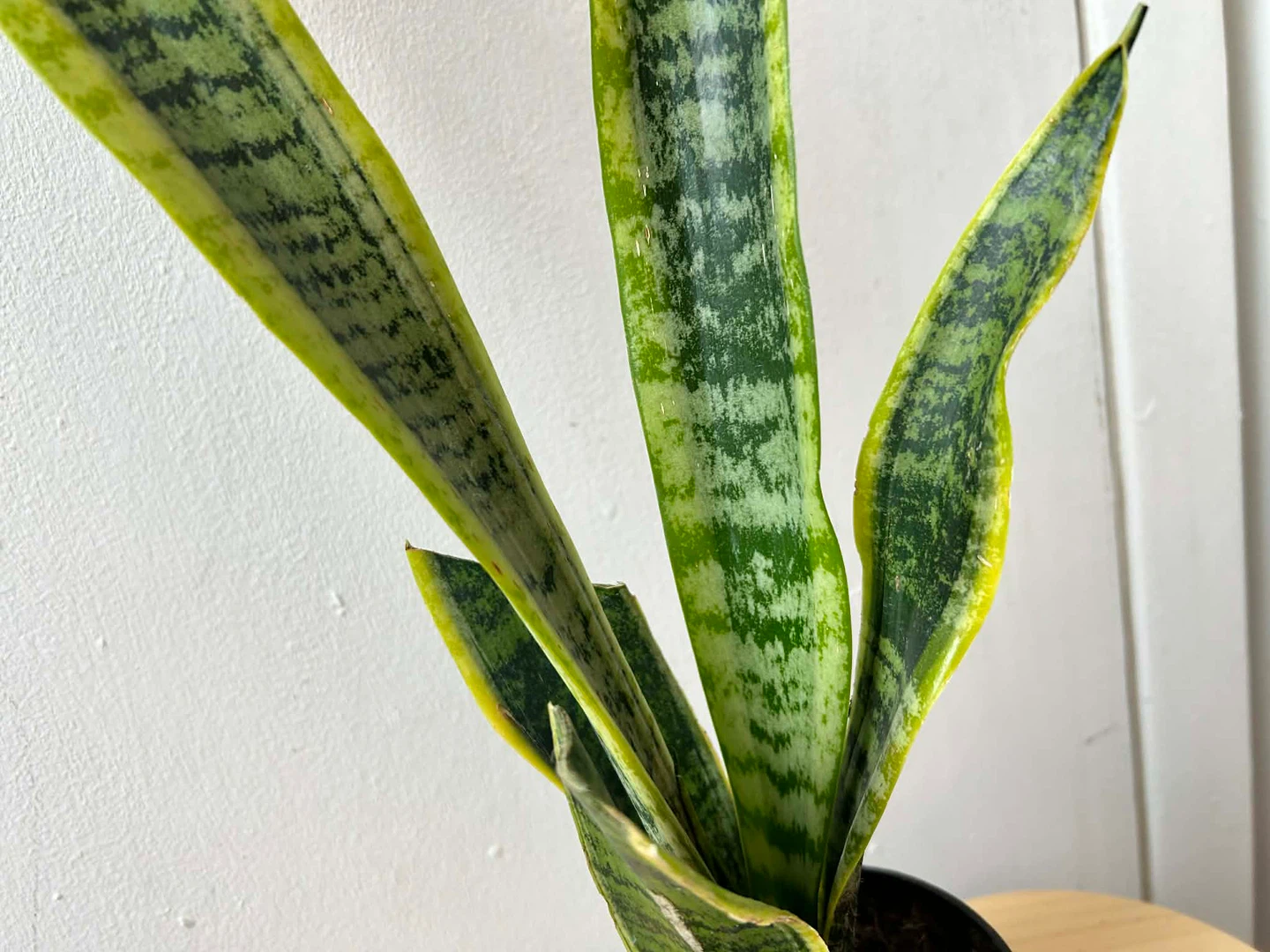 Snake plant 🧡 - photo 3