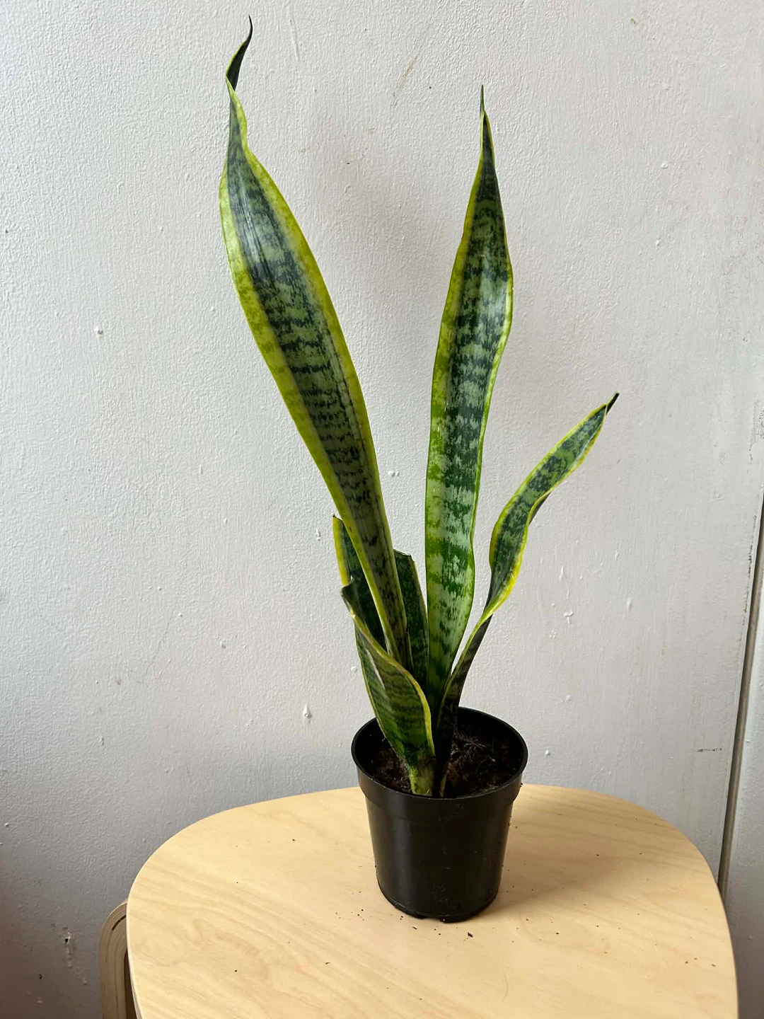Snake plant 🧡 - photo 4