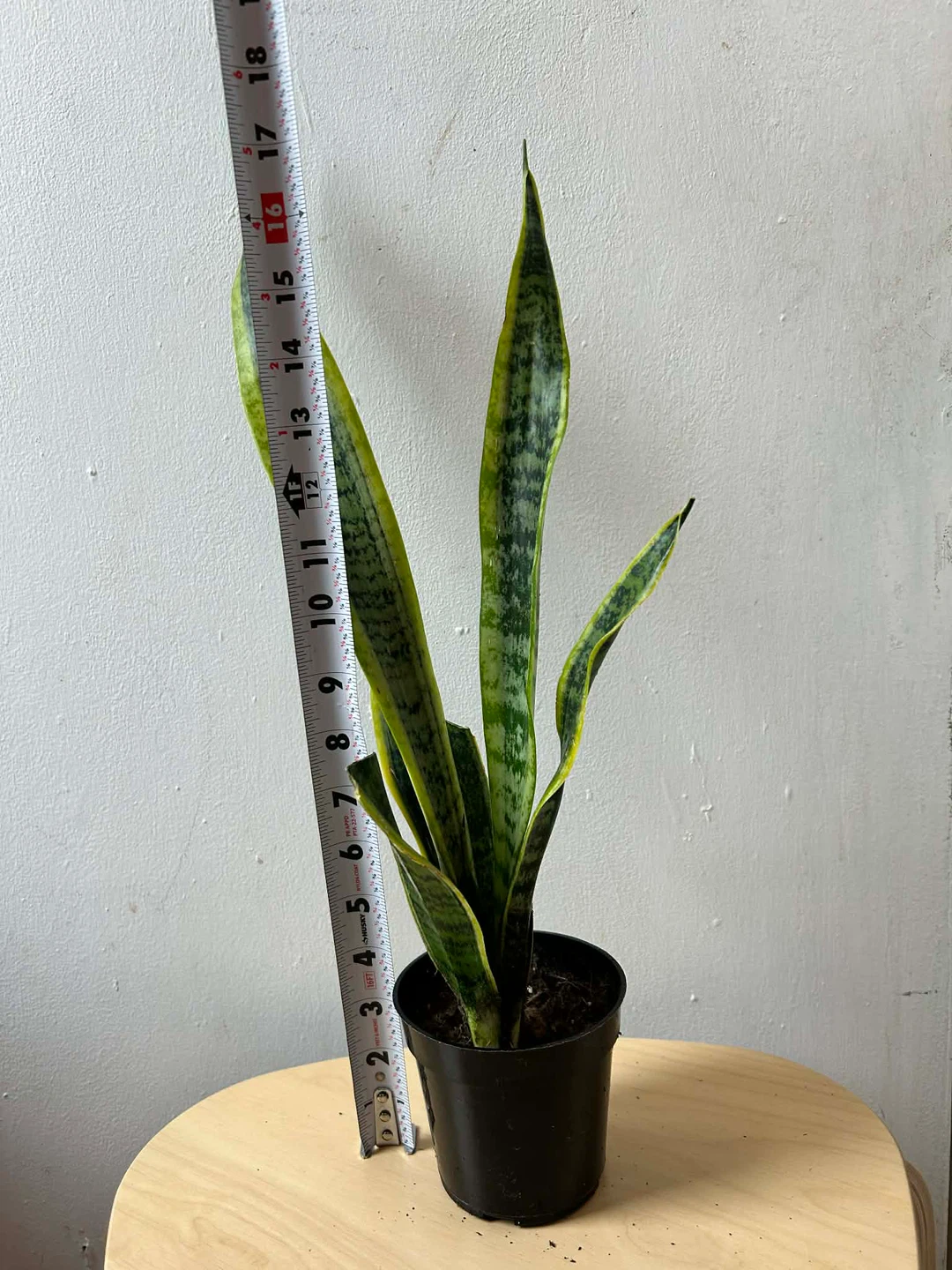 Snake plant 🧡 - photo 2