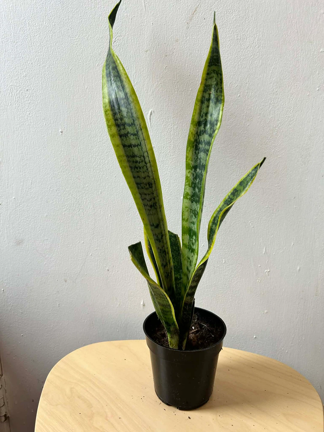 Snake plant 🧡