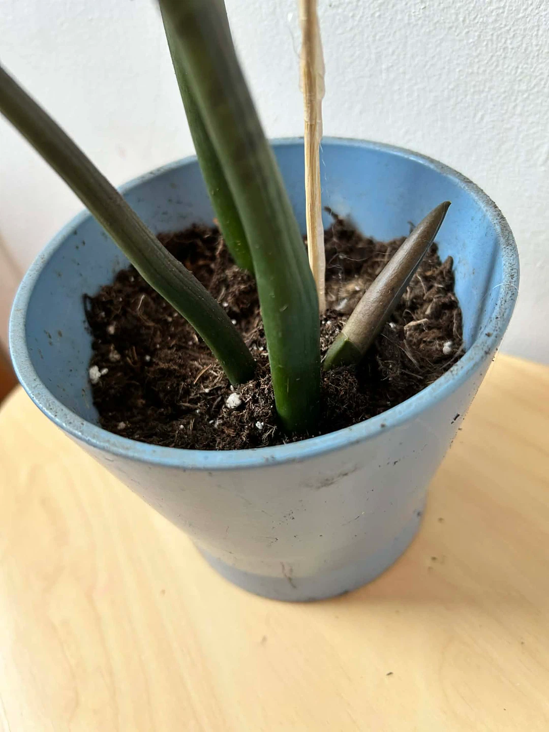 ZZ plant with terracotta pot 🧡 - photo 5