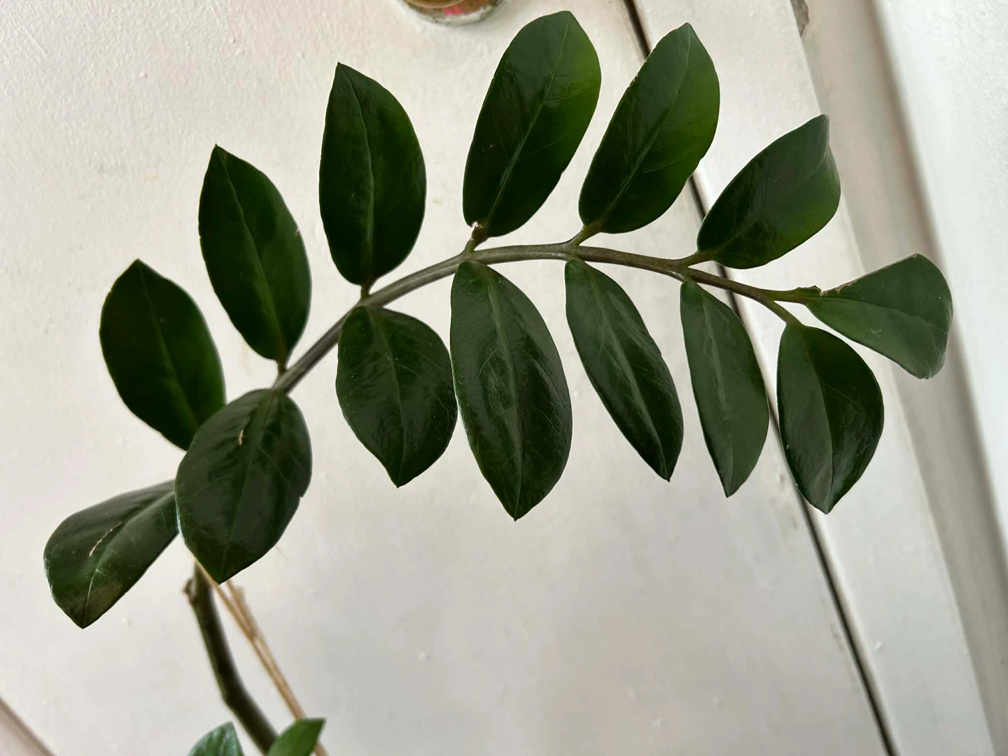 ZZ plant with terracotta pot 🧡 - photo 4