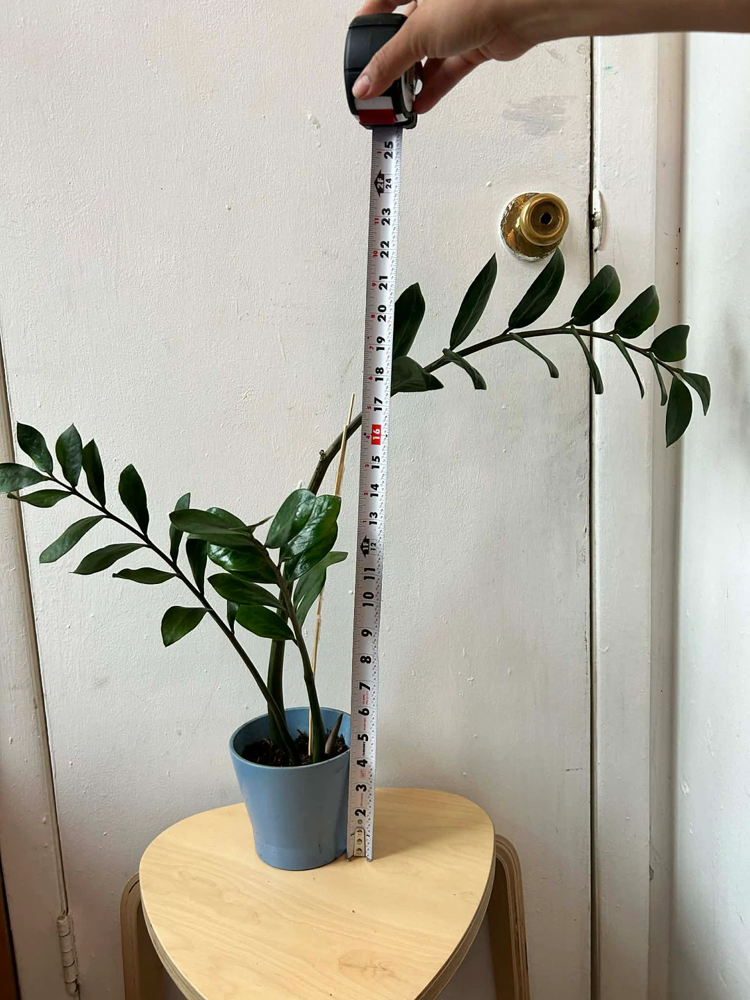 ZZ plant with terracotta pot 🧡 - photo 2