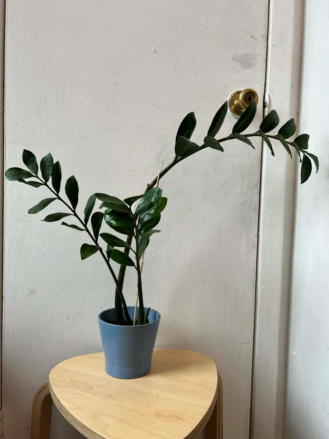 ZZ plant with terracotta pot 🧡