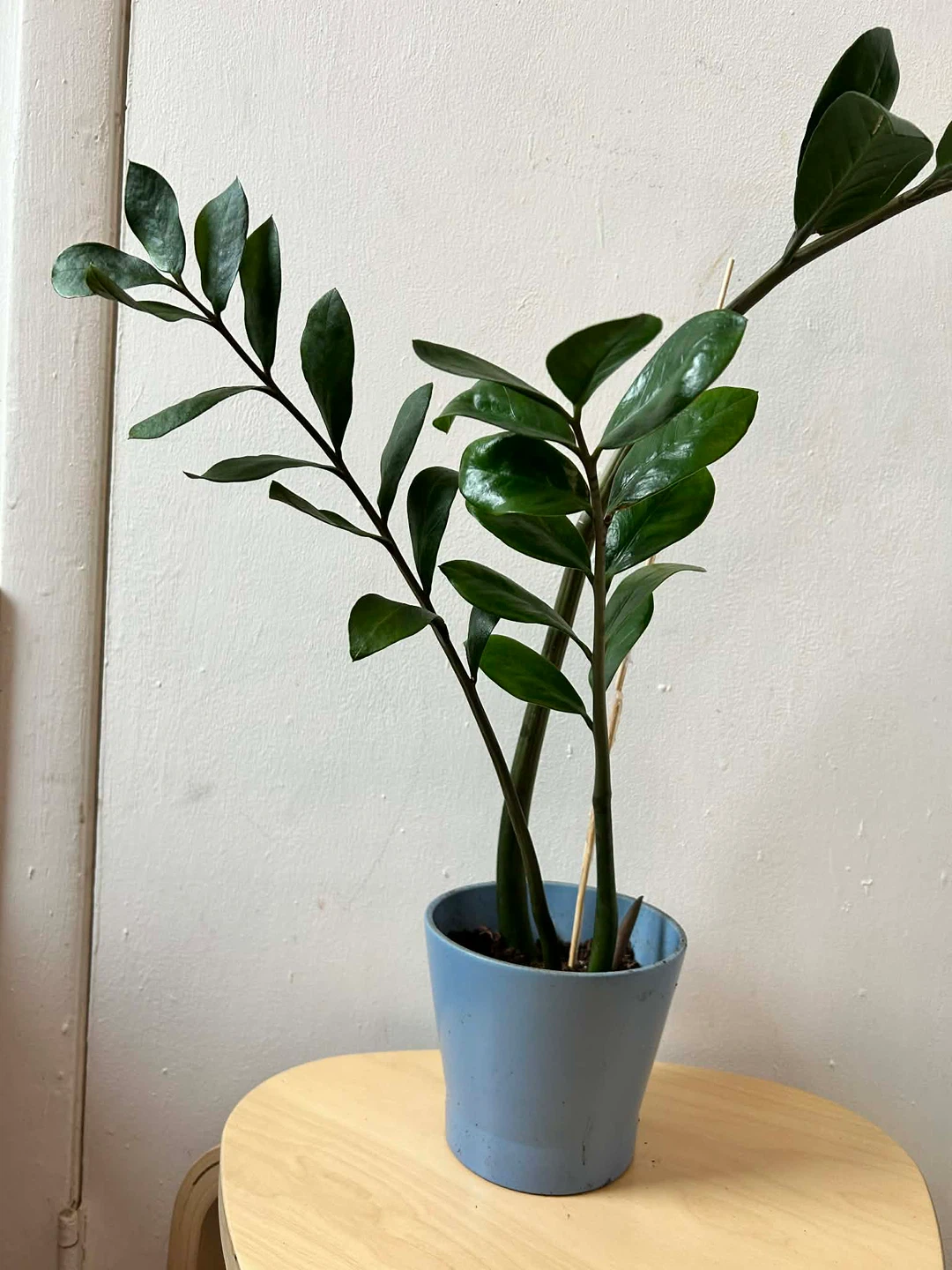 ZZ plant with terracotta pot 🧡 - photo 3