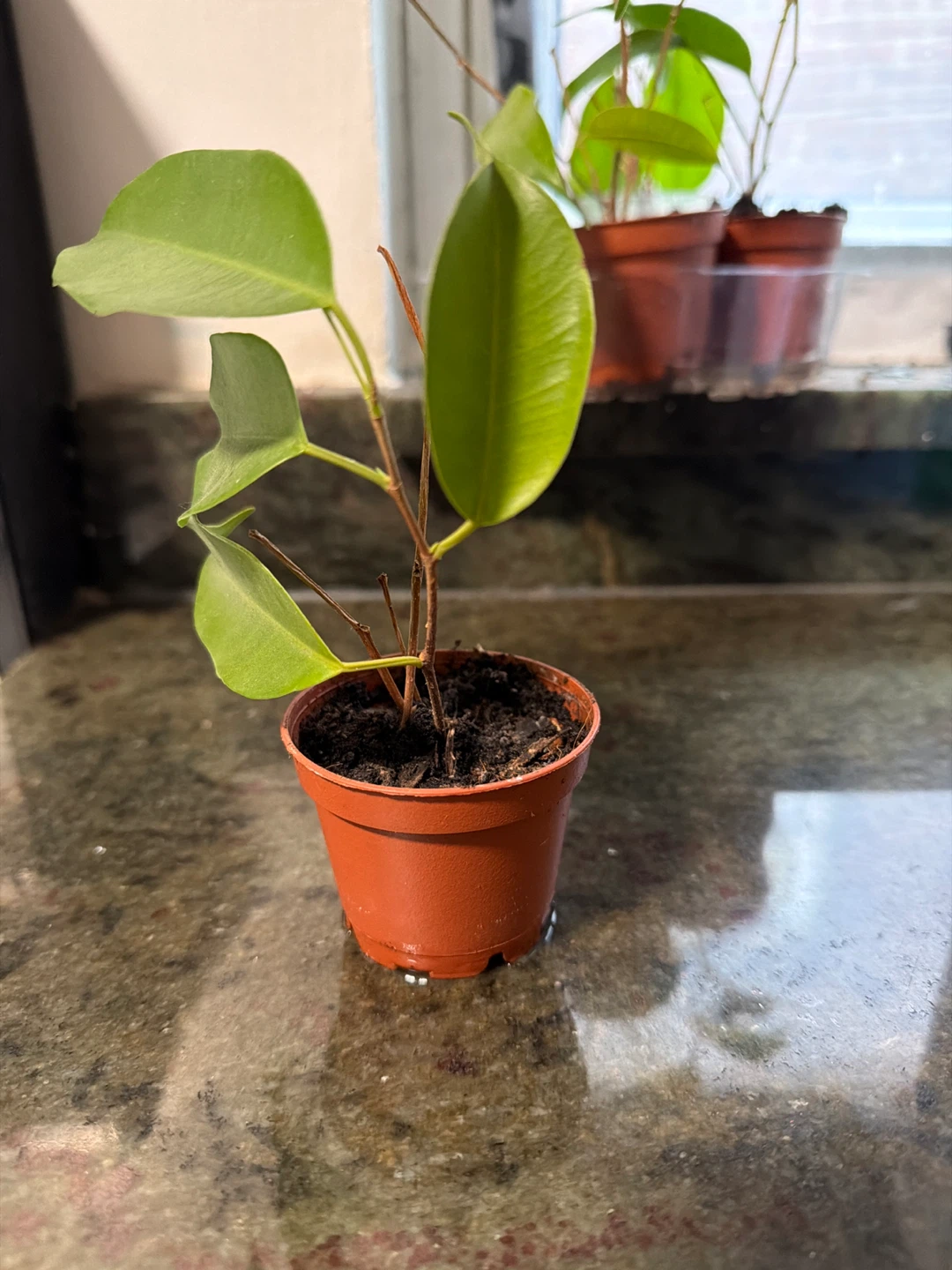 Benjamin Ficus Planter - photo 2