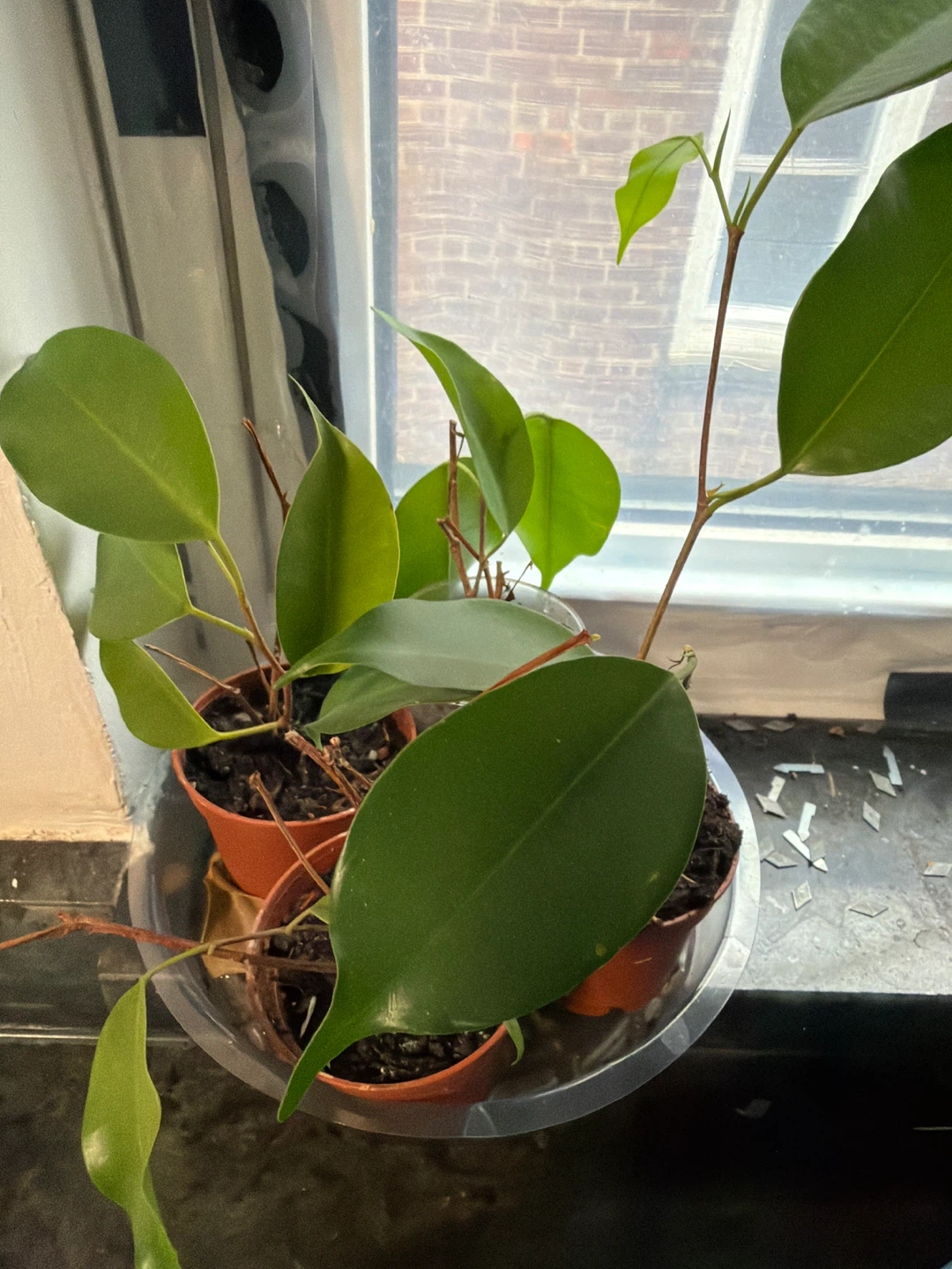 Benjamin Ficus Planter