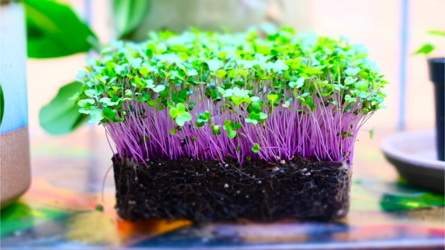 Local Microgreens Farmer