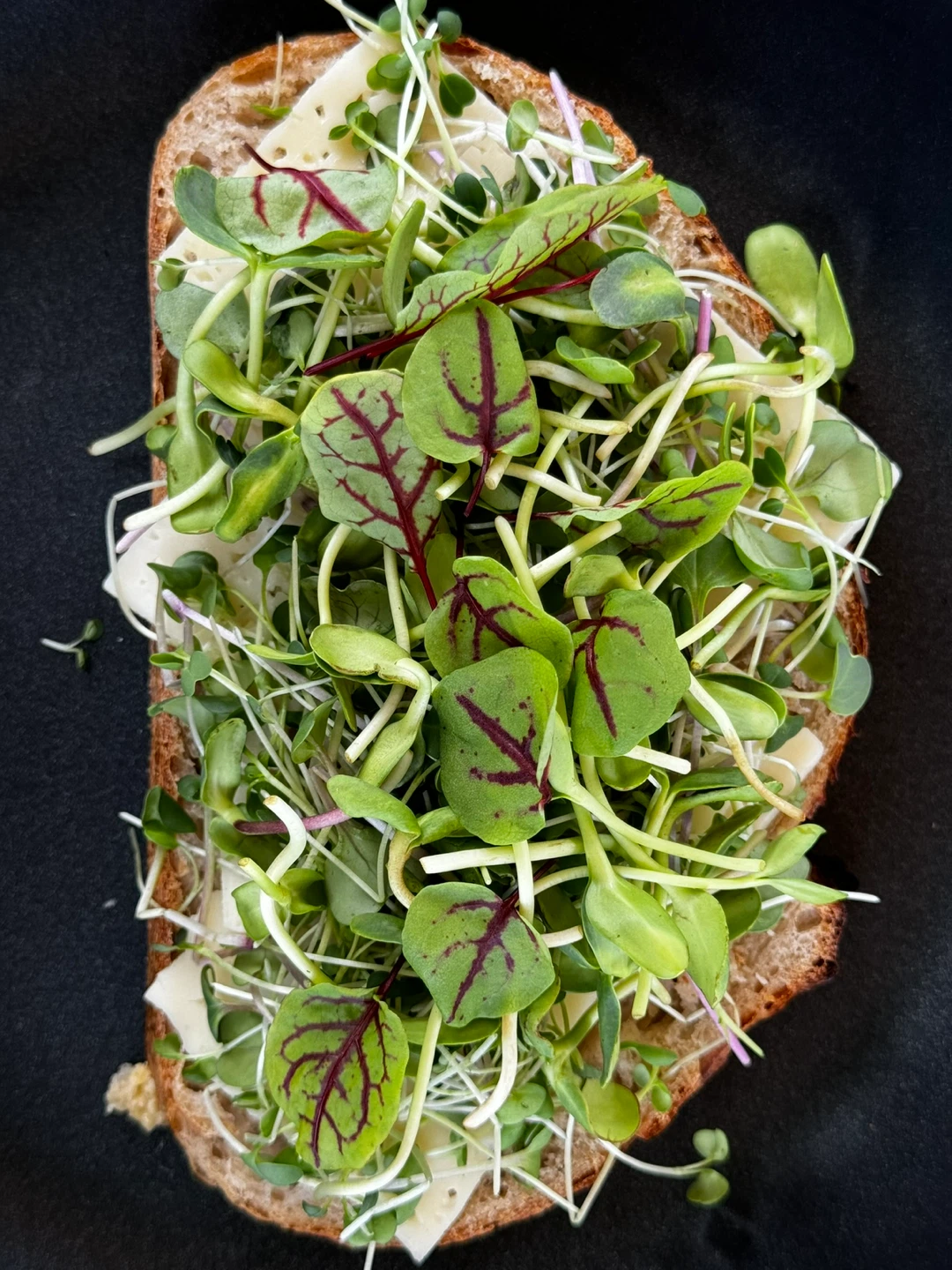 Local Microgreens Farmer - photo 2