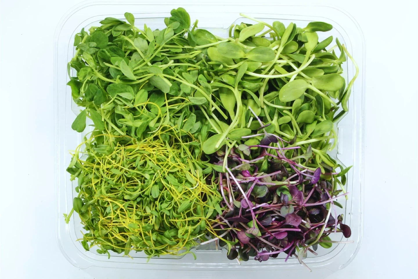 Local Microgreens Farmer - photo 3