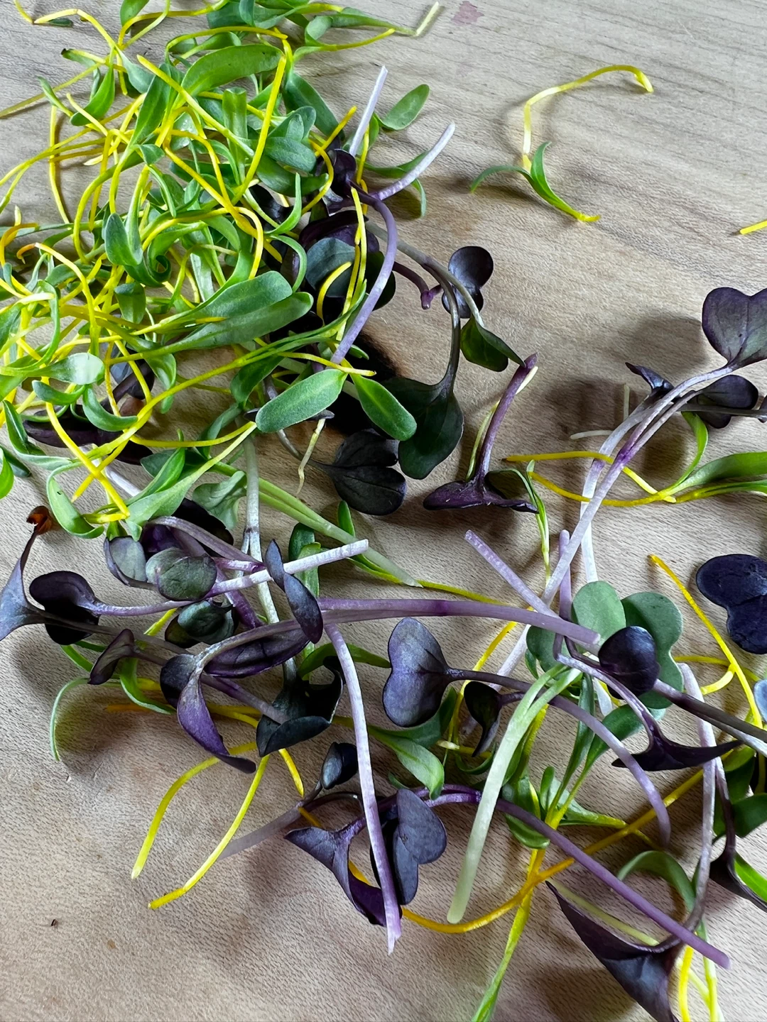 Local Microgreens Farmer - photo 4