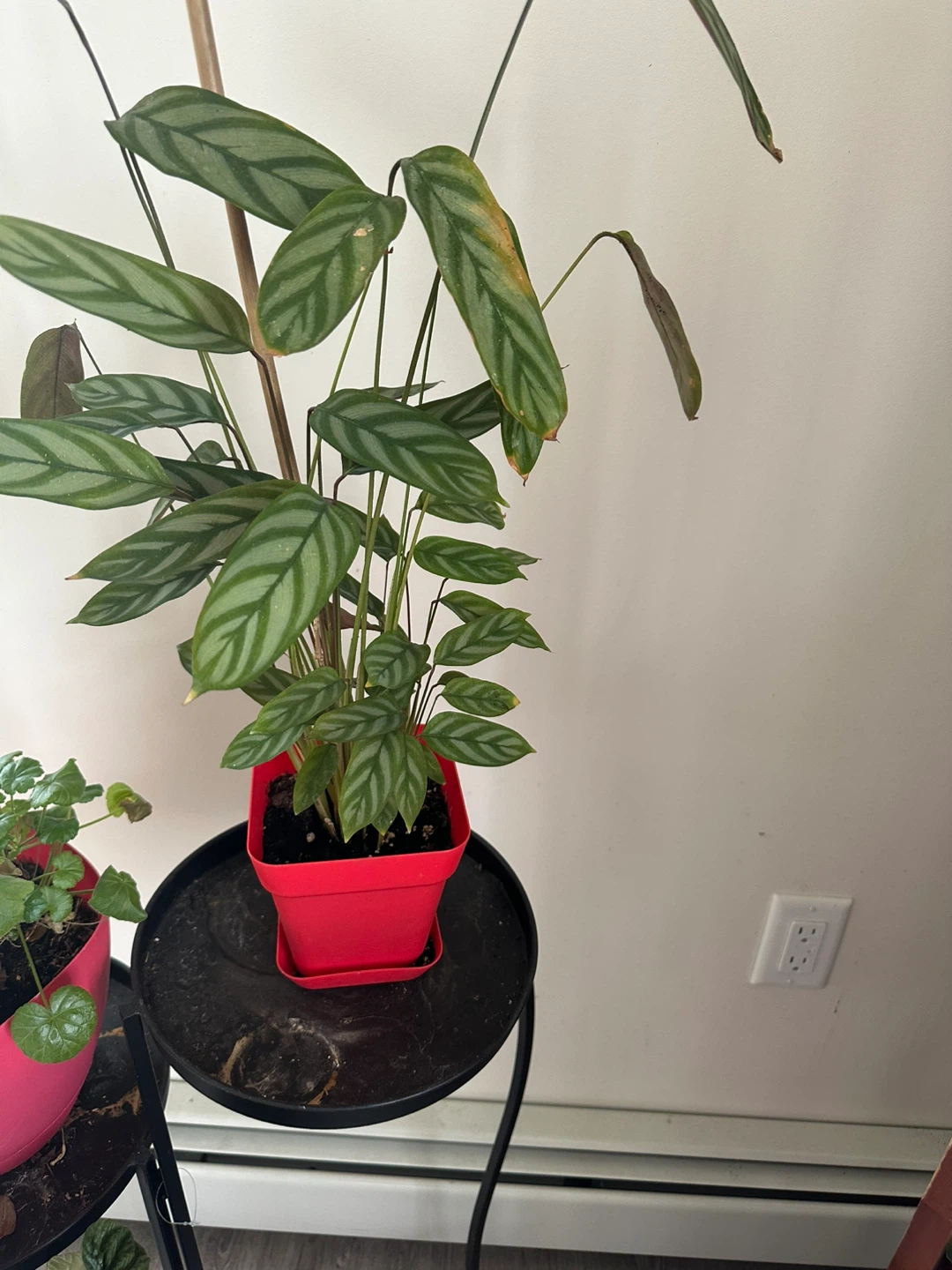 Monstera Deliciosa Plant - photo 2