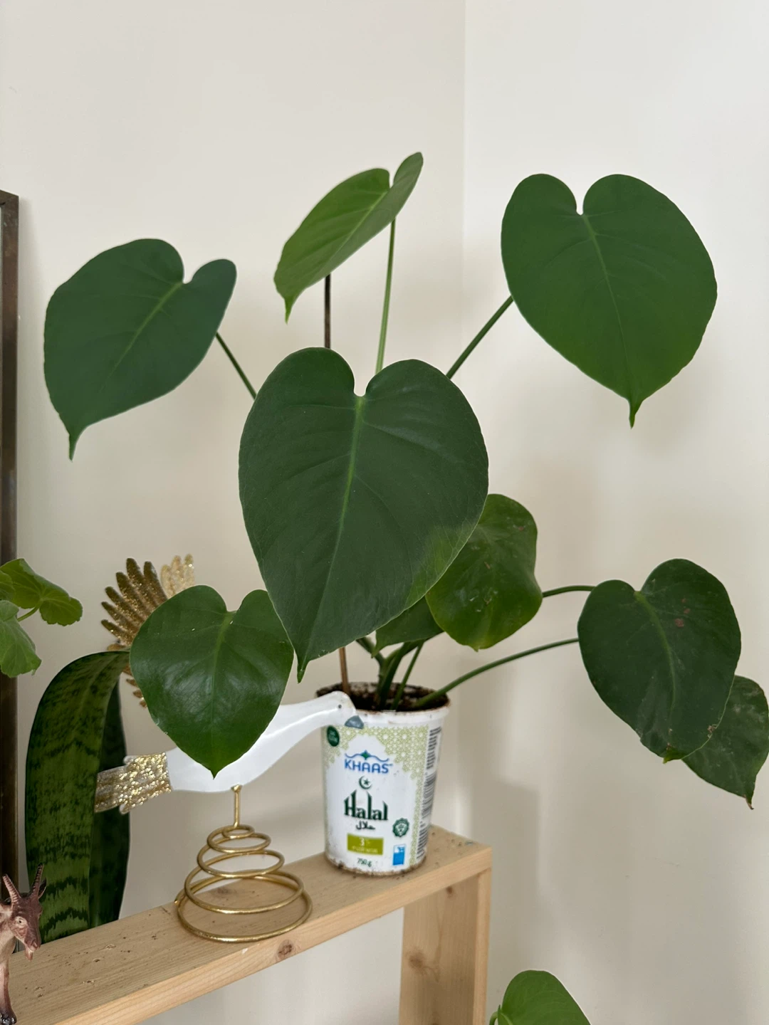 Monstera Deliciosa Plant - photo 3