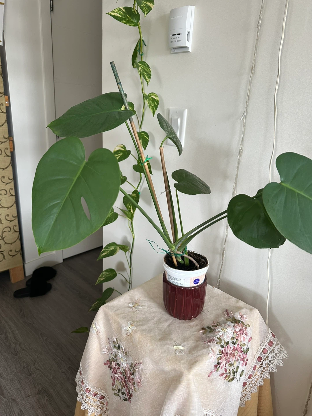 Monstera Deliciosa Plant - photo 5
