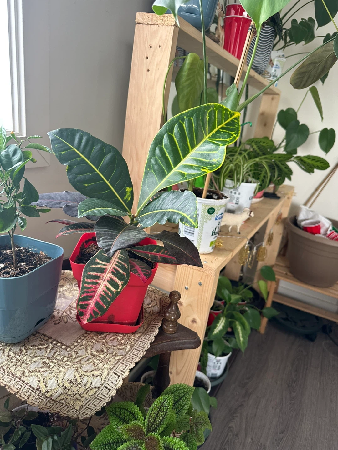 Monstera Deliciosa Plant - photo 4