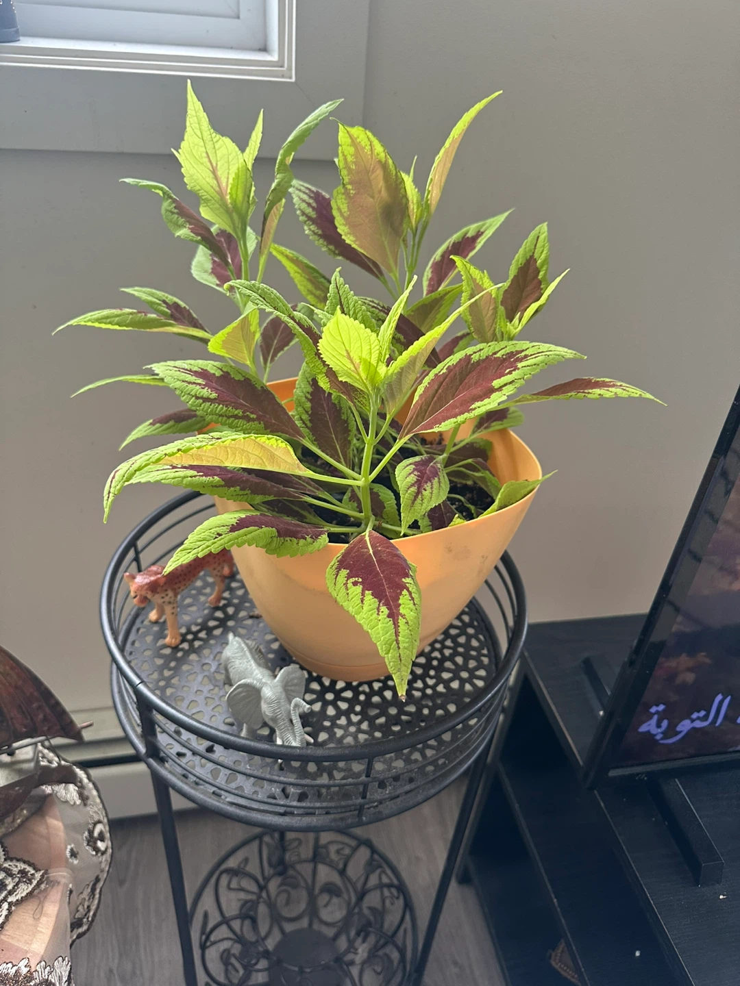 Monstera Deliciosa Plant