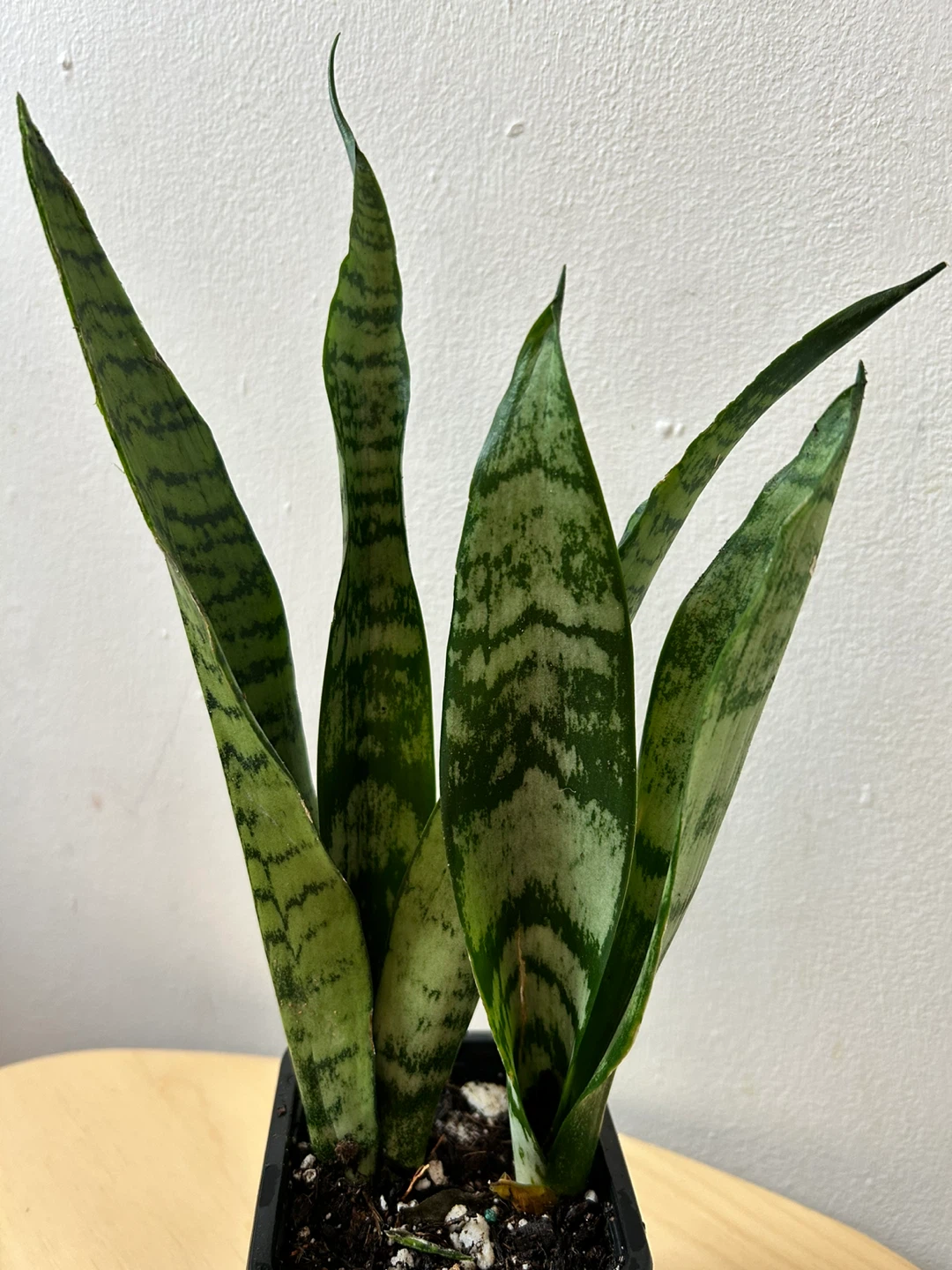 Snake plant 🧡 - photo 3