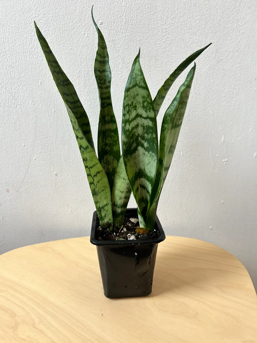 Snake plant 🧡
