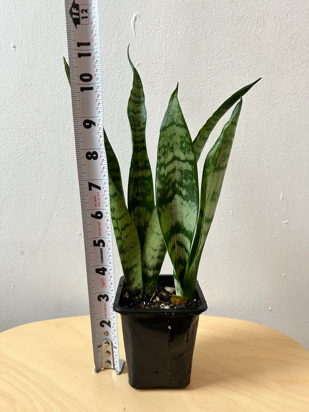 Snake plant 🧡 - photo 2