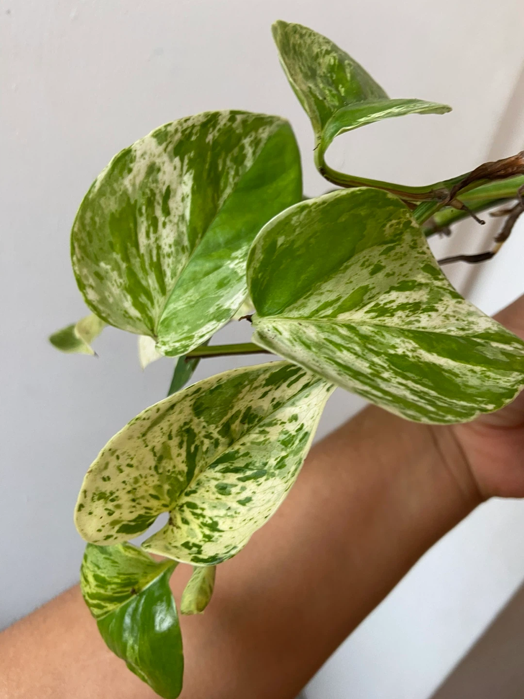 Snow Queen Pothos 🧡 - photo 2