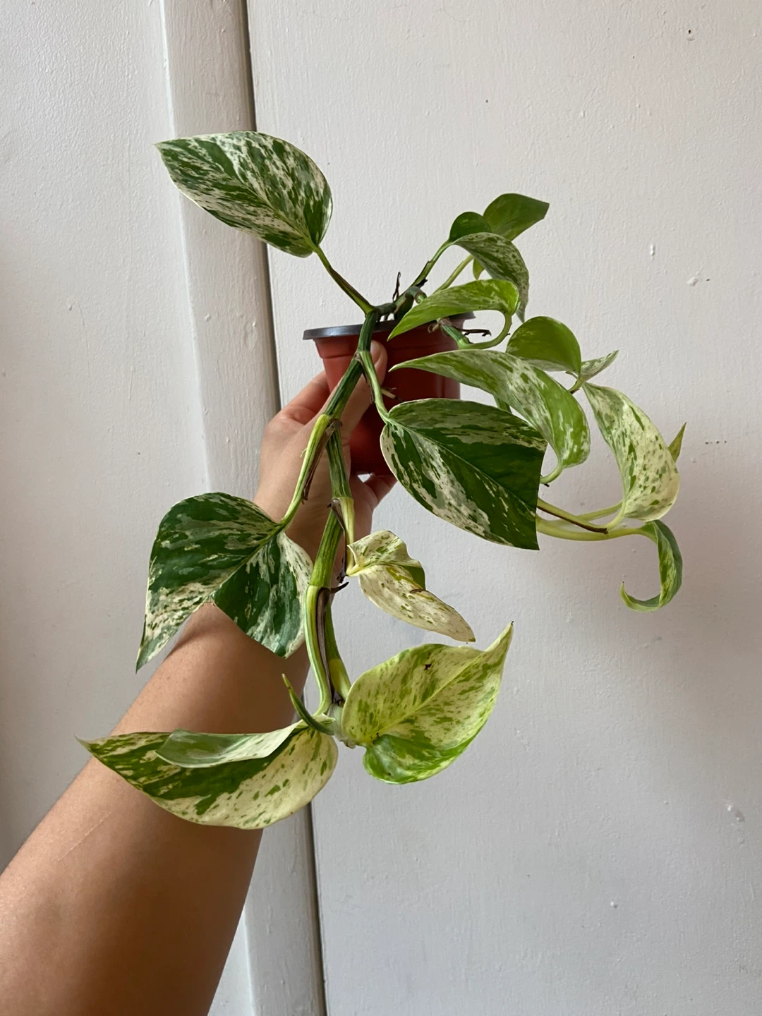 Snow Queen Pothos 🧡