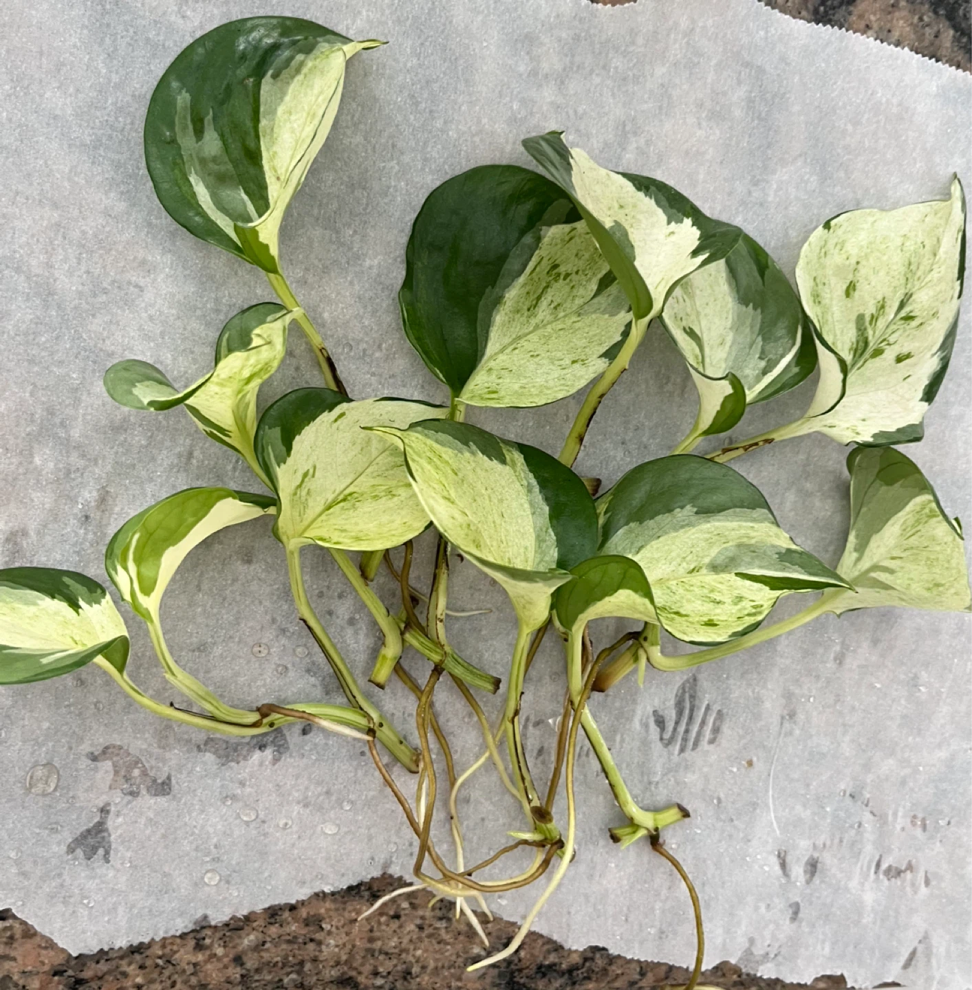 Pothos Cuttings - Manjula
