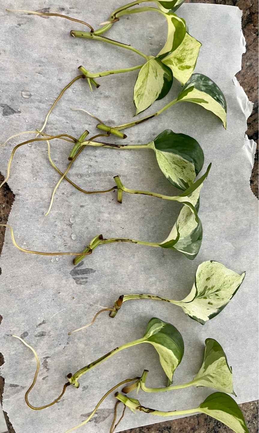 Pothos Cuttings - Manjula - photo 2