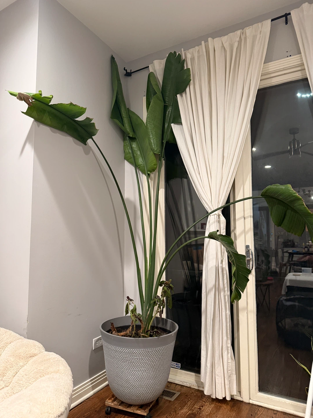 Large Bird of Paradise Plant in Gray Pot