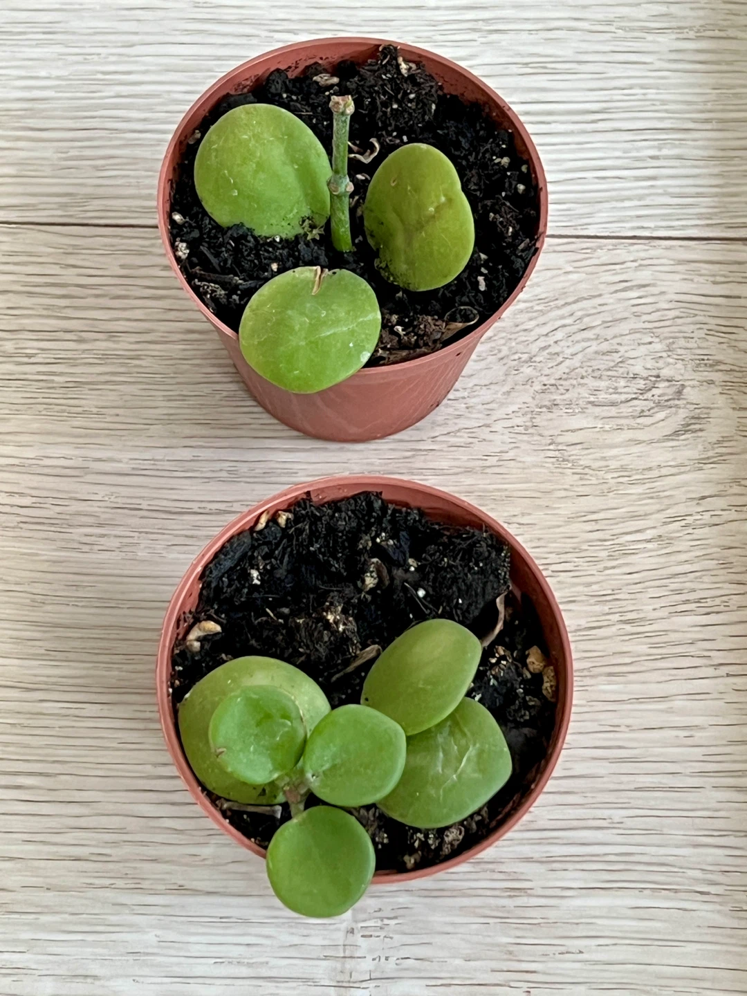 PEPEROMIA HOPE 🧡