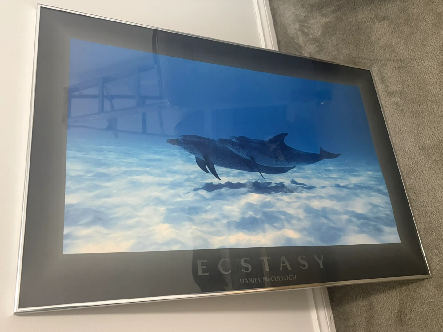 Framed Dolphin Art Prints