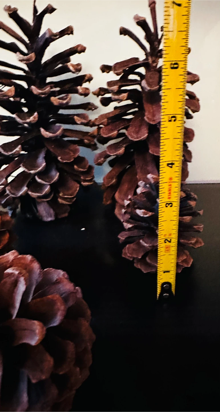 Assorted Natural Pine Cones - photo 3