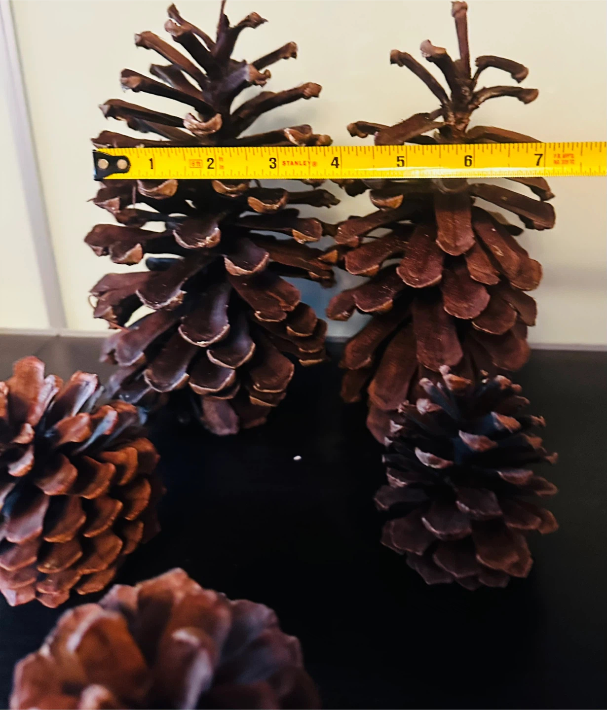 Assorted Natural Pine Cones - photo 5