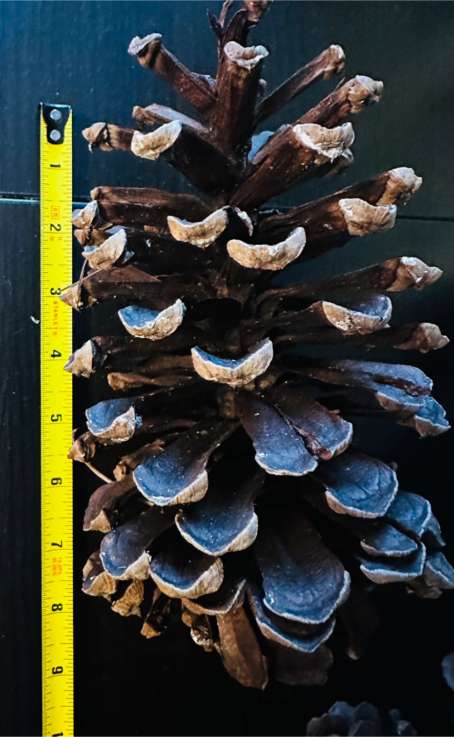 Assorted Natural Pine Cones - photo 4