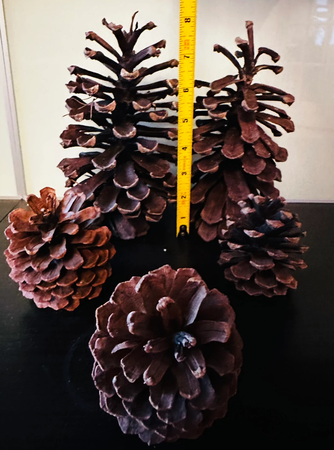 Assorted Natural Pine Cones