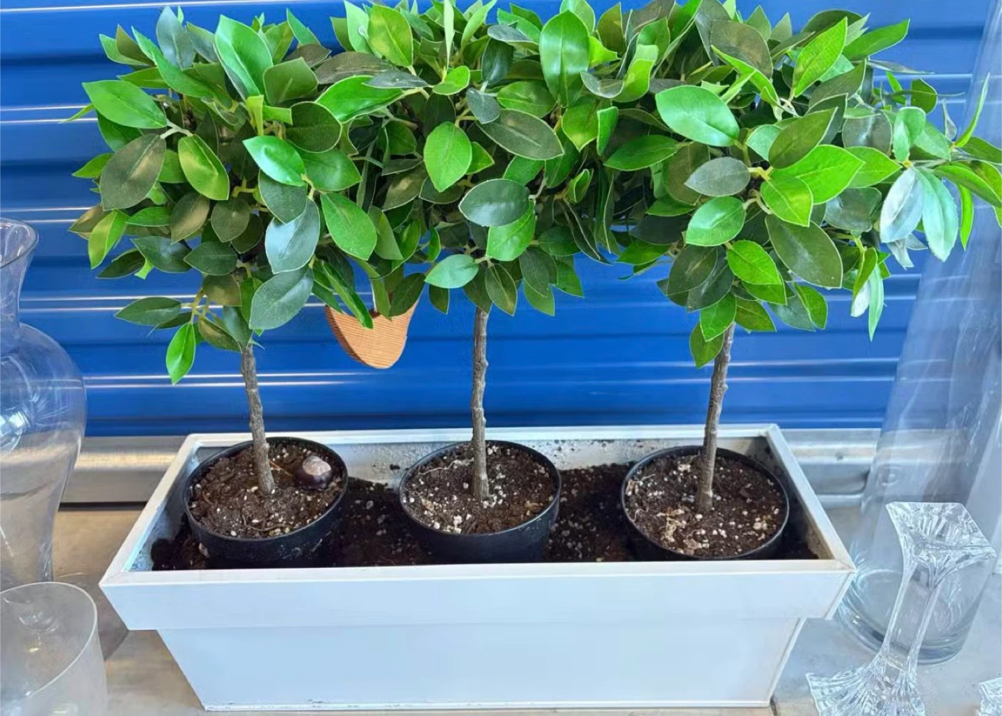 Artificial Ficus Tree