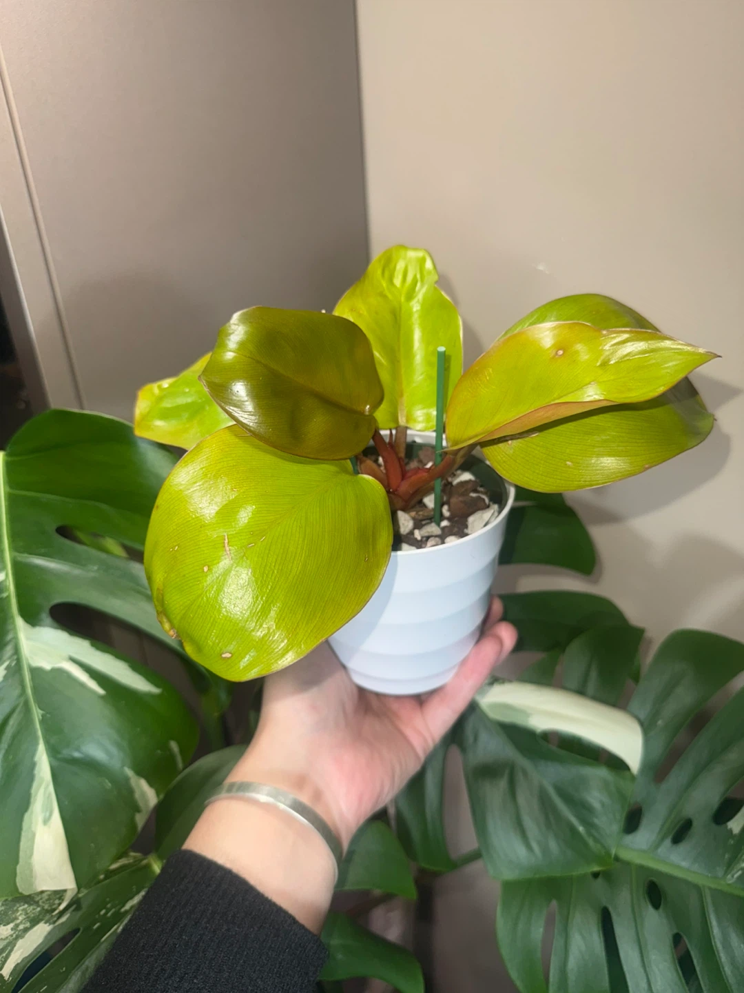 Philodendron Mars Plant - photo 2