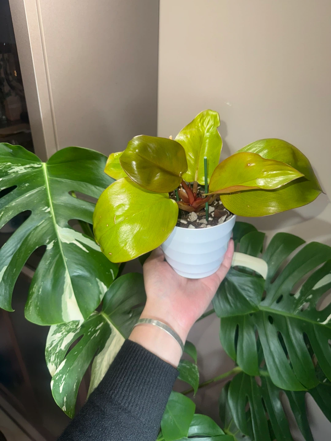 Philodendron Mars Plant