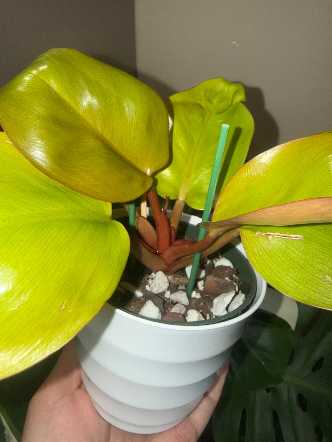Philodendron Mars Plant - photo 4