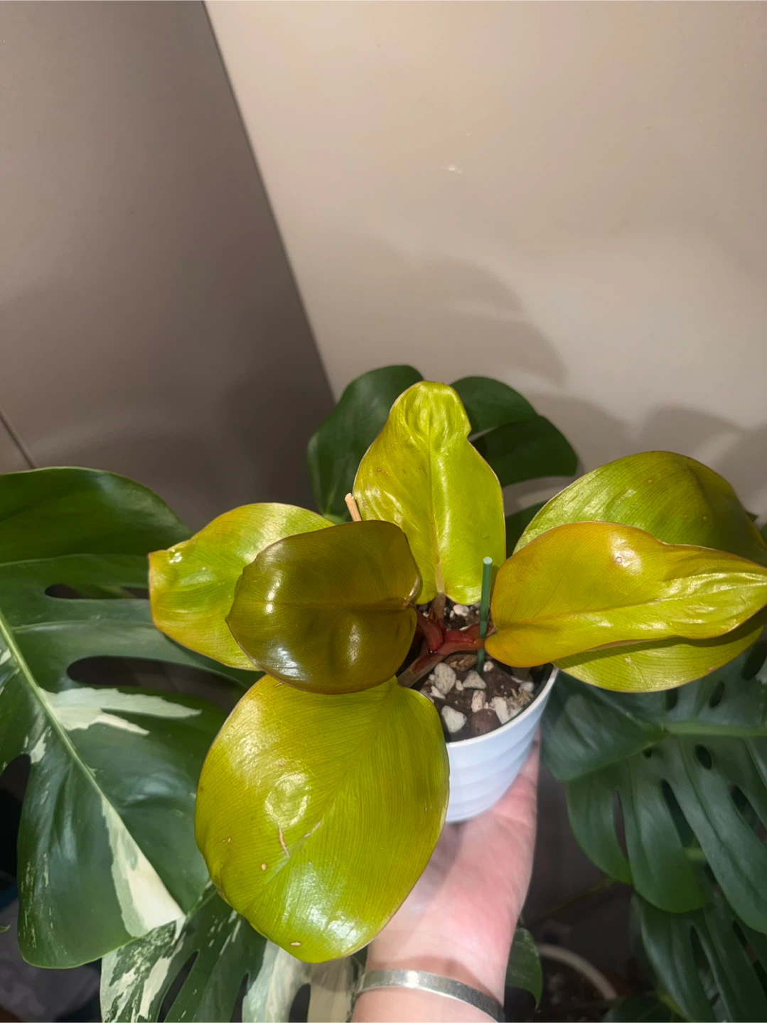 Philodendron Mars Plant - photo 3