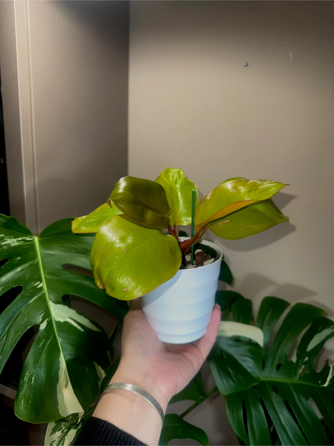 Philodendron Mars Plant - photo 5