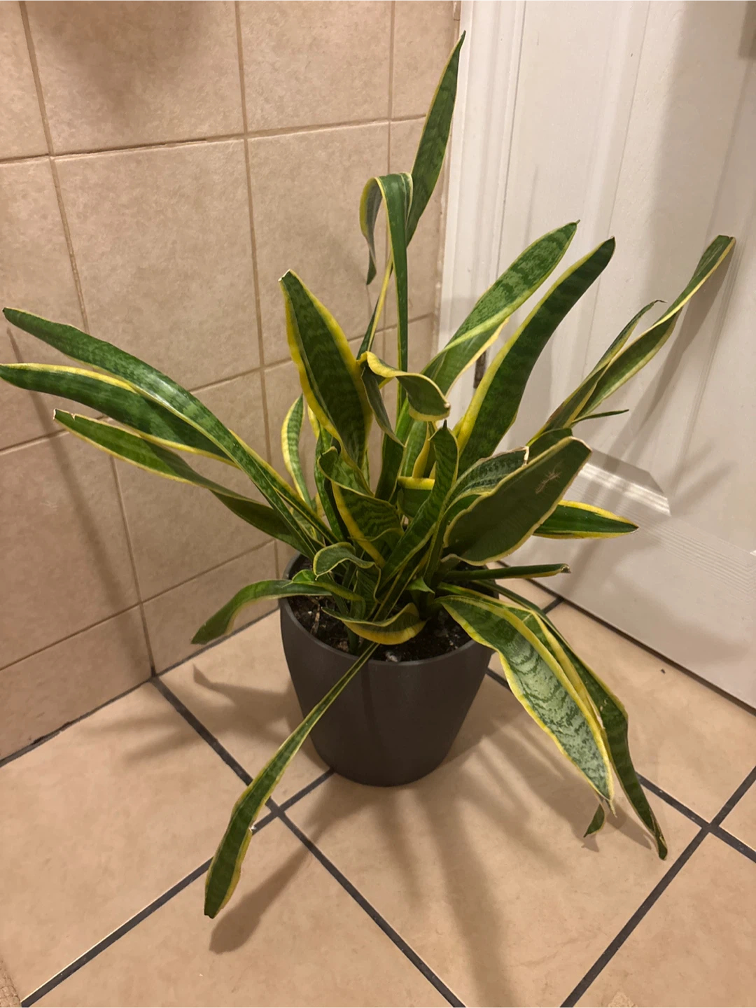 Snake Plant in Pot