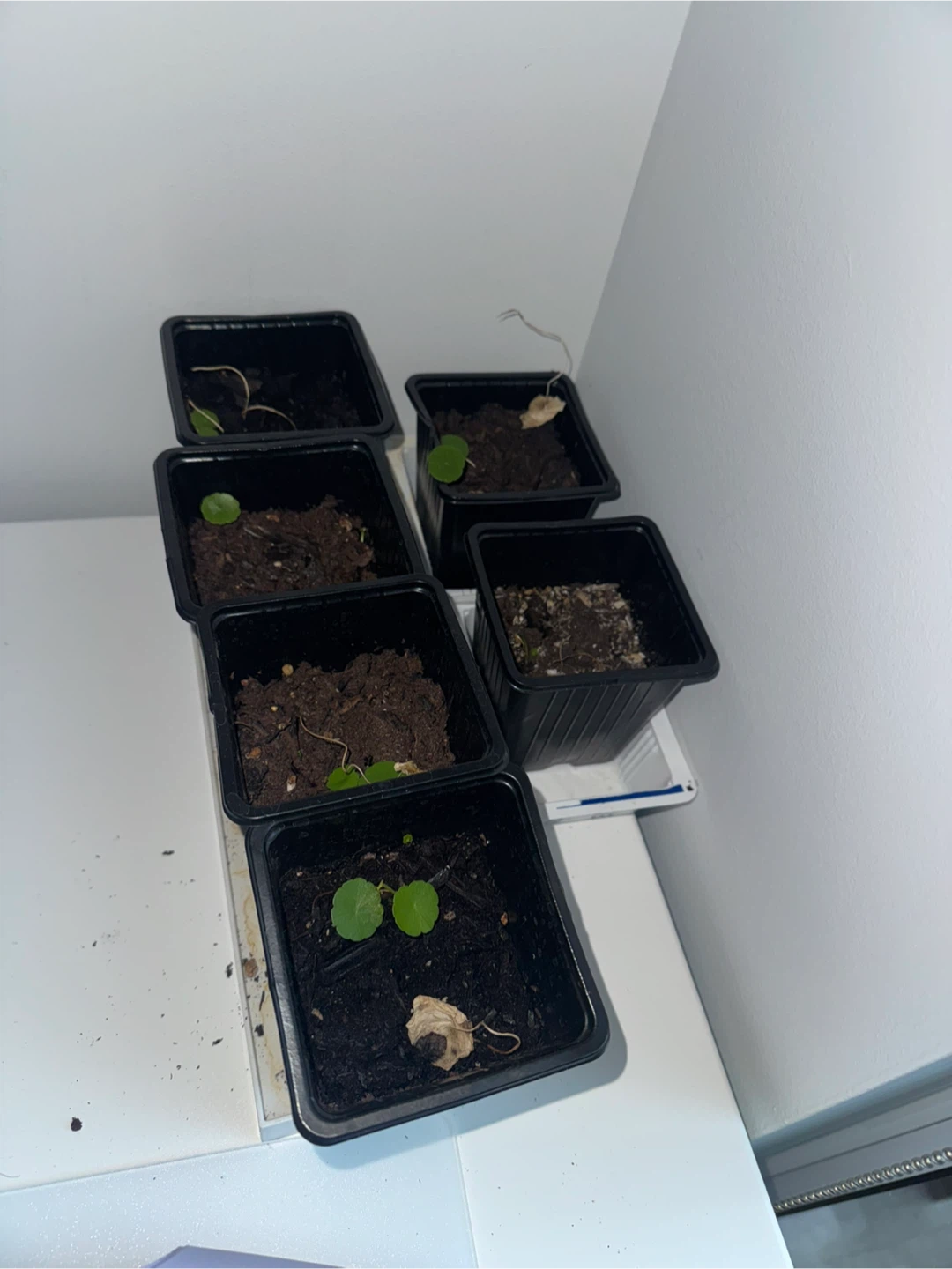 Chinese money plant sprouts