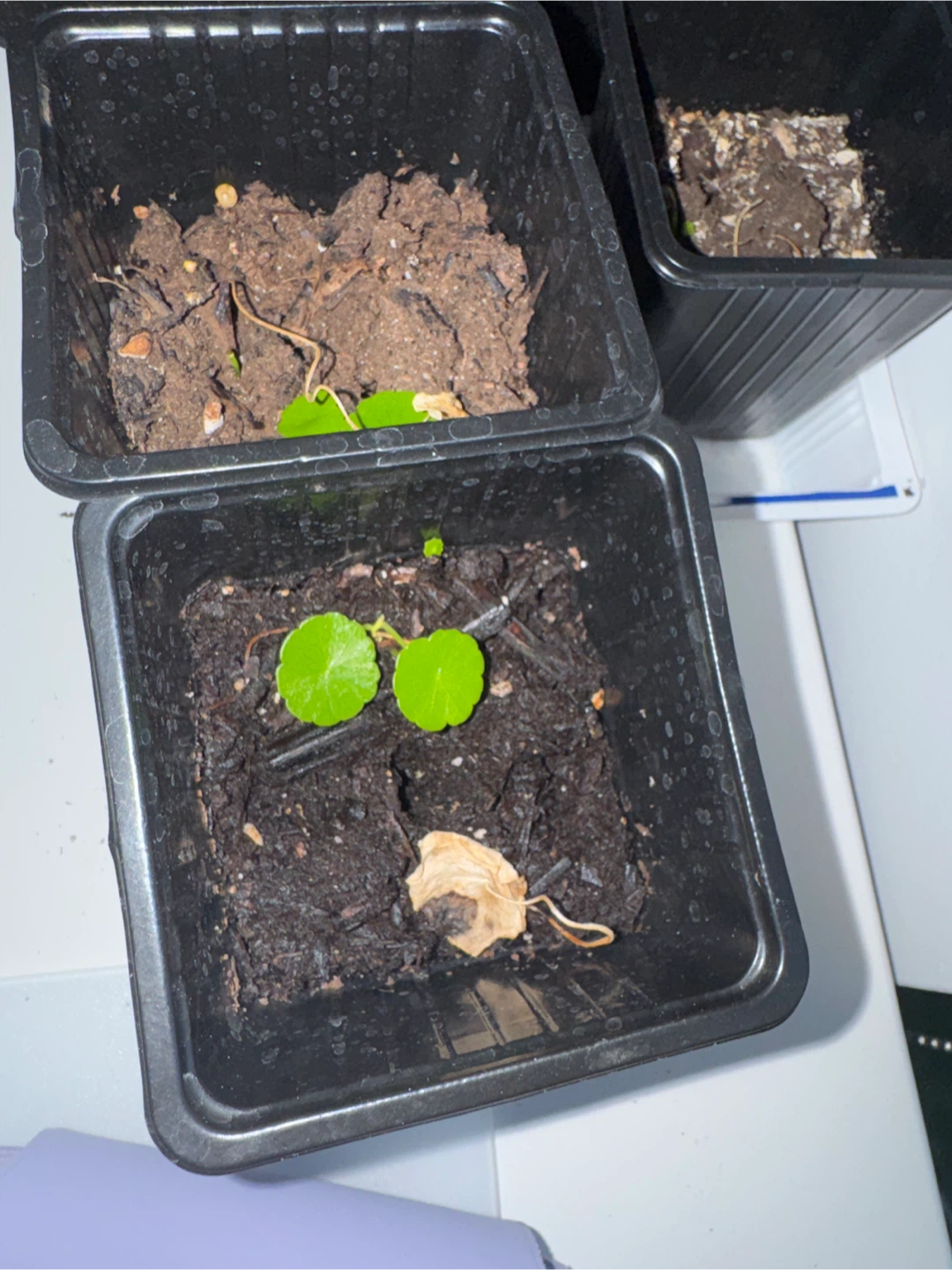 Chinese money plant sprouts - photo 2