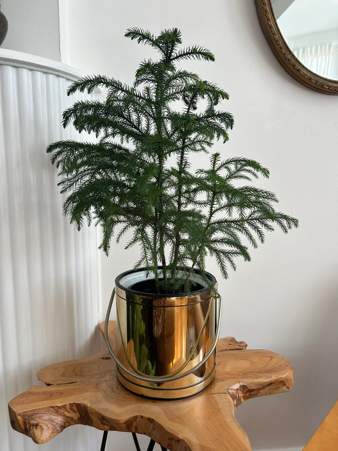 Norfolk Island Pine