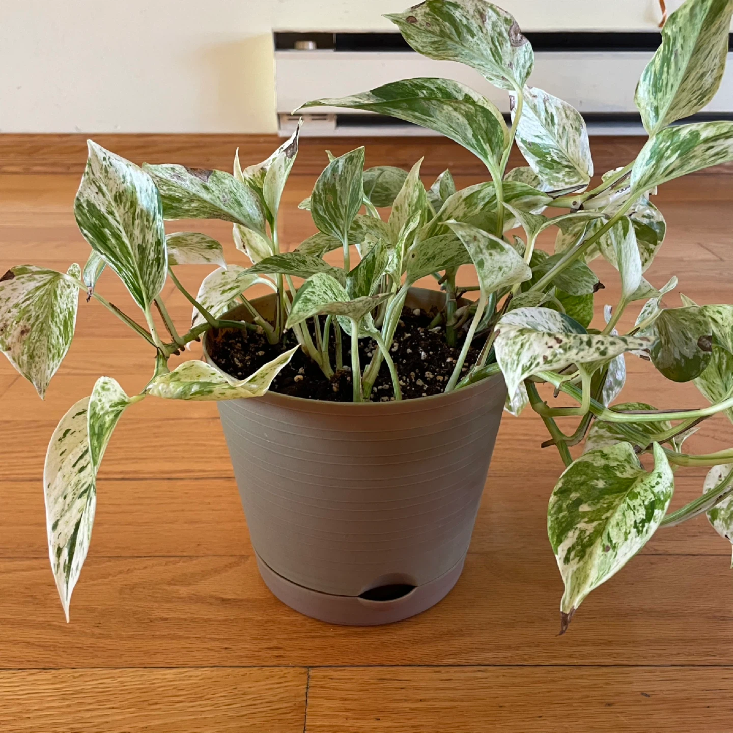 🪴 Two Pothos - photo 5