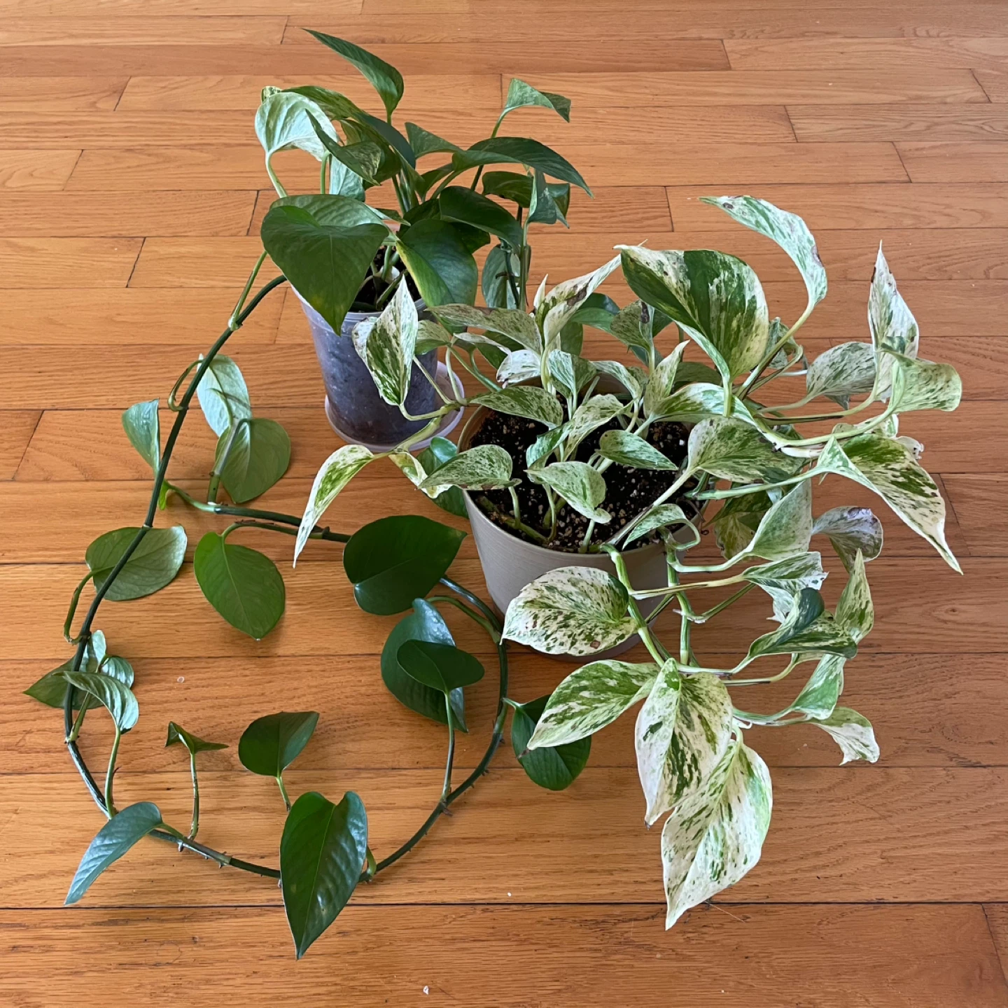 🪴 Two Pothos