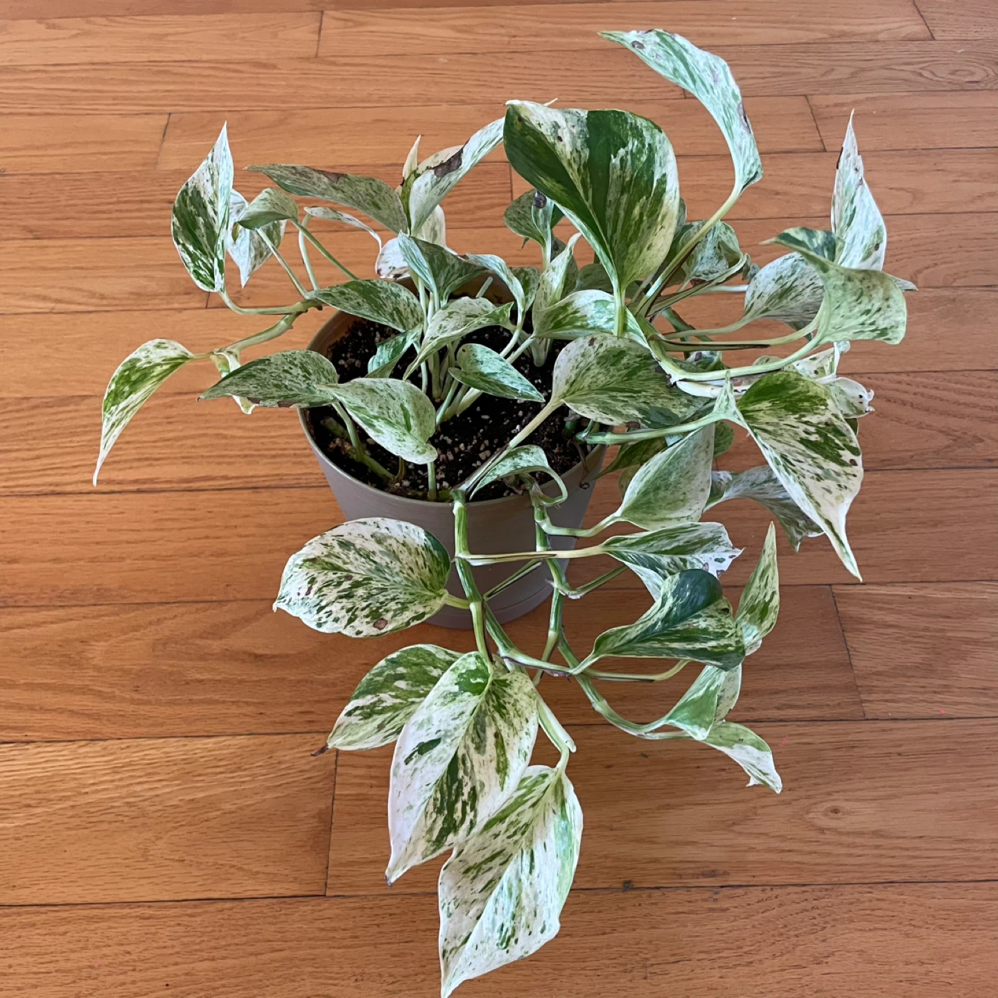 🪴 Two Pothos - photo 4